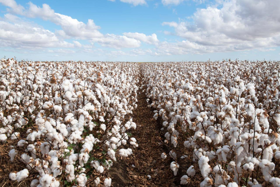 Custo do algodão em Mato Grosso tem leve queda, aponta levantamento