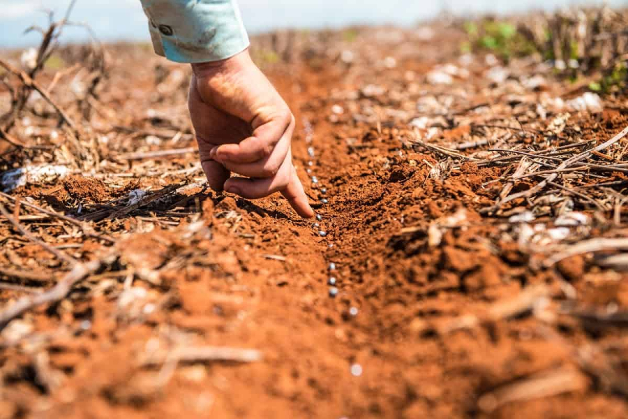 Falta de Chuva Faz Mato Grosso Plantar Apenas 0,27% da Área de Soja