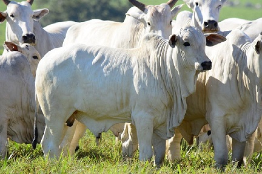 Pesquisa do IBGE aponta que Mato Grosso segue maior produtor de bovinos; Cáceres lidera