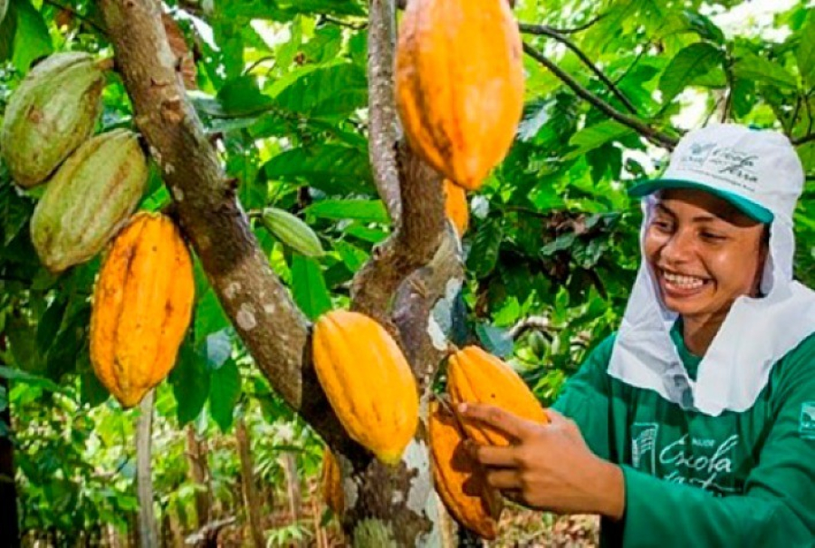 A Revolução Produtiva do Pará: Uma Jornada da Revista Agro Brasil