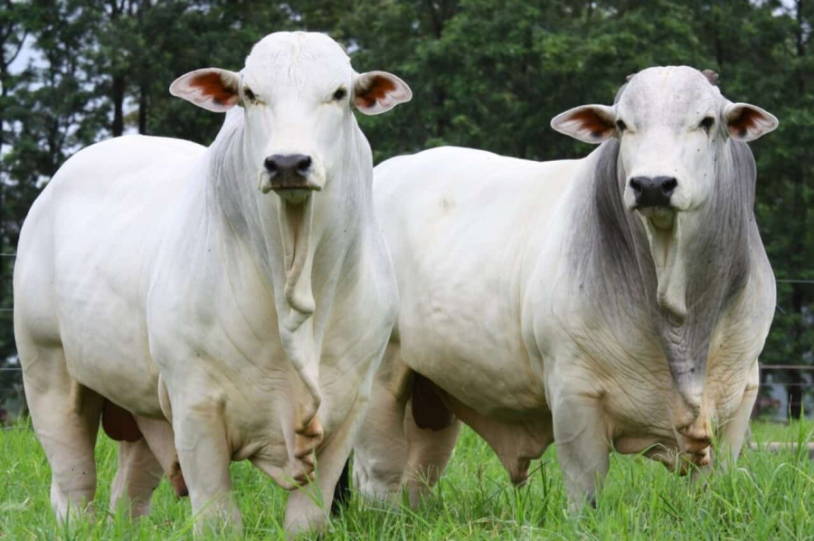 Boi gordo em Mato Grosso atinge maior valor desde maio do ano passado