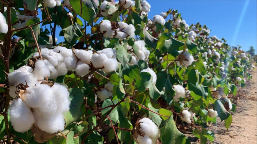 Área cultivada de algodão em Mato Grosso aumentou 21,5%