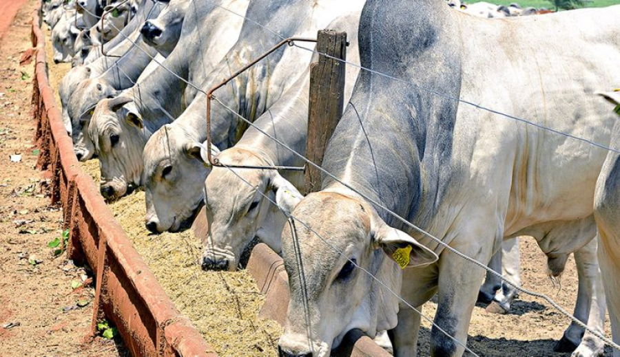 Confinamento de gado em Mato Grosso pode fechar ano com aumento de 60%